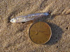 Notropis atherinoides