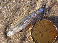 Notropis atherinoides