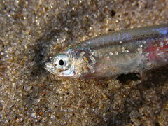 Notropis atherinoides