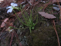 Pinguicula heterophylla