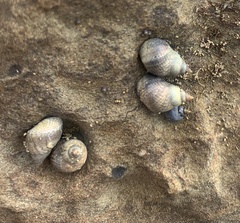 Echinolittorina aspera