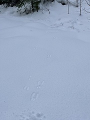 Lepus americanus