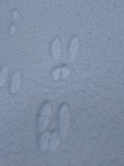 Lepus americanus