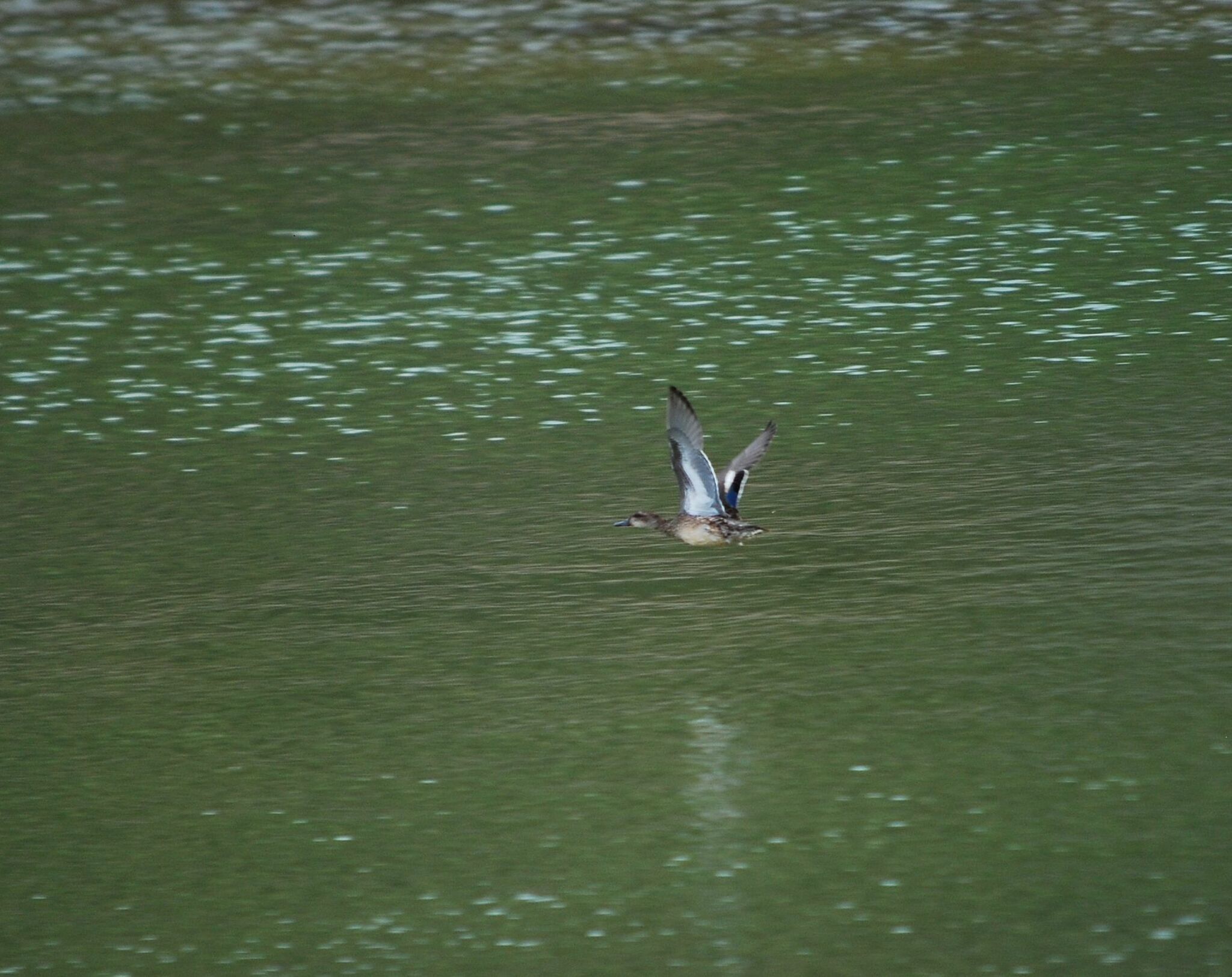 Pato de la Carolina