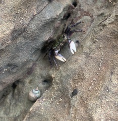 Pachygrapsus socius