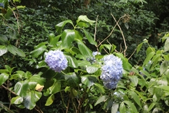 Hydrangea macrophylla