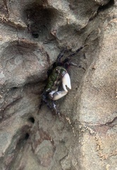 Pachygrapsus socius