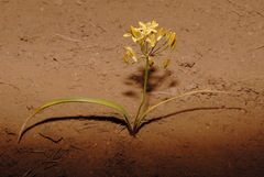 Triteleia ixioides anilina