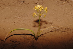 Triteleia ixioides anilina