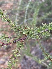 Eriophyes adenostomae