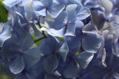 Hydrangea macrophylla