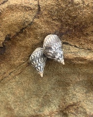 Echinolittorina aspera