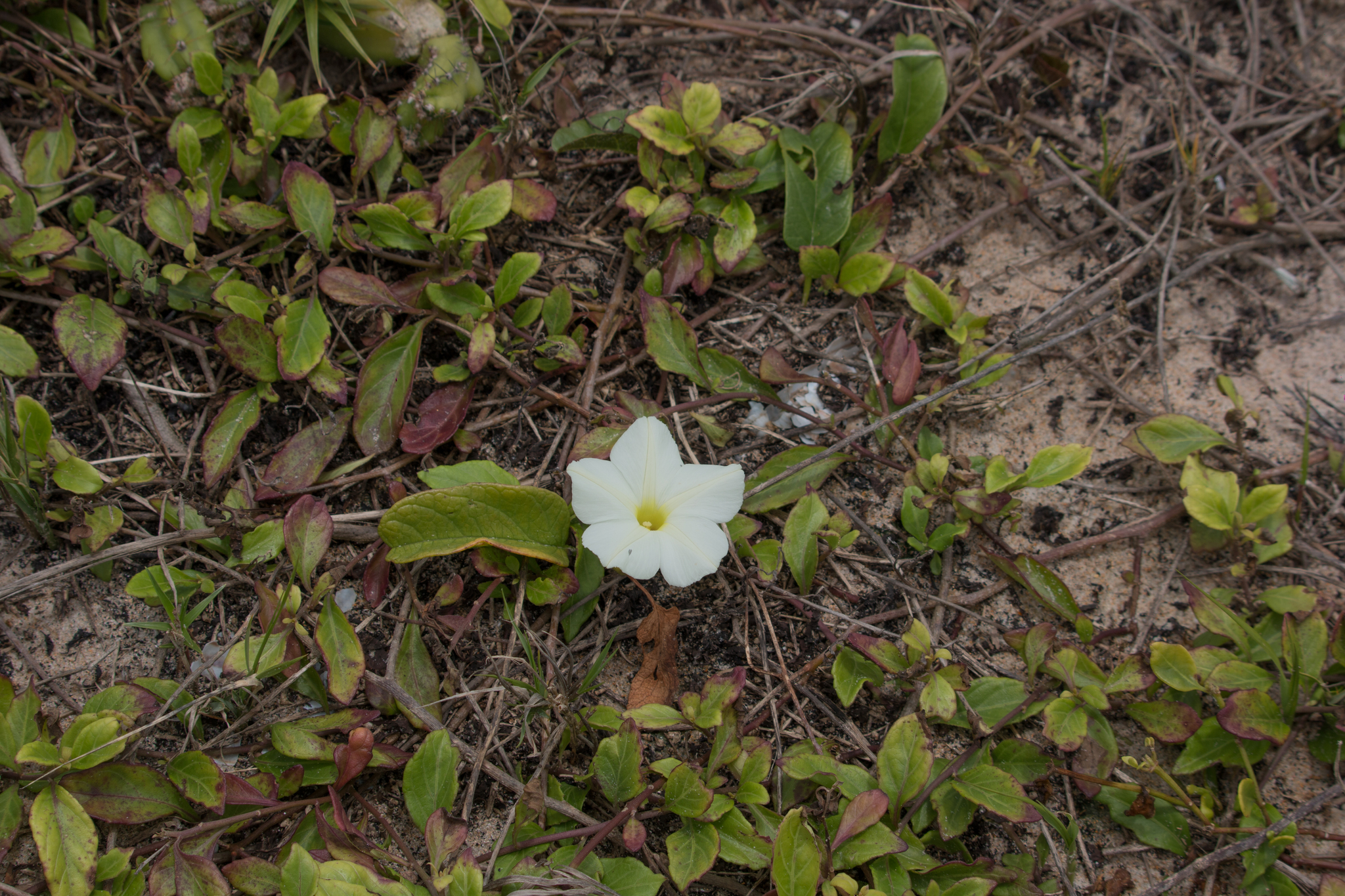 Ipomoea imperati