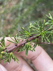 Eriophyes adenostomae