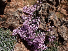 Saponaria ocymoides