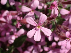 Saponaria ocymoides