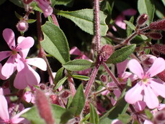 Saponaria ocymoides