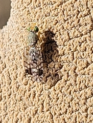 Euarestoides acutangulus