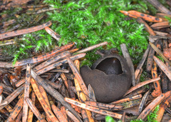 Plicaria endocarpoides