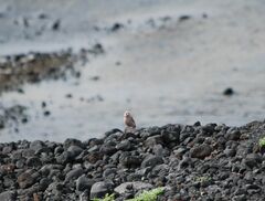 Bucanetes githagineus