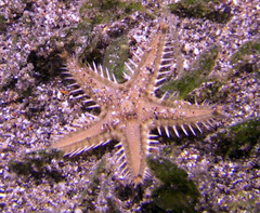 Astropecten