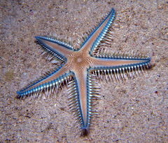 Astropecten polyacanthus