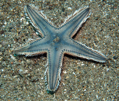Astropecten polyacanthus