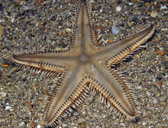 Astropecten polyacanthus