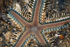 Astropecten polyacanthus