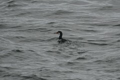 Leucocarbo magellanicus