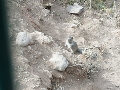 Otospermophilus variegatus