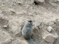 Otospermophilus variegatus