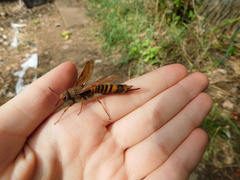 Tremex fuscicornis
