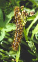 Malacosoma alpicolum