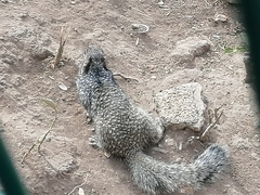 Otospermophilus variegatus