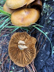 Gymnopilus ventricosus