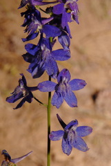 Delphinium nuttallianum