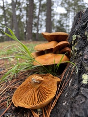 Gymnopilus ventricosus