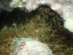 Lebrunia neglecta