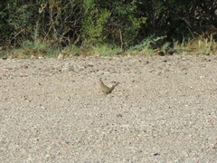 Rhinocrypta lanceolata