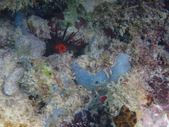 Haliclona caerulea