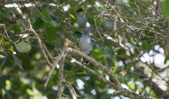 Thamnophilus punctatus