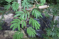 Piptadenia retusa