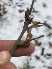 Callirhytis quercuspunctata