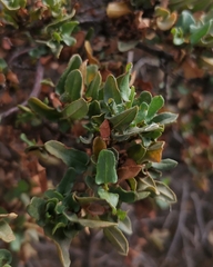 Muehlenbeckia hastulata