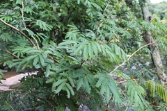 Piptadenia retusa
