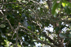 Thamnophilus punctatus