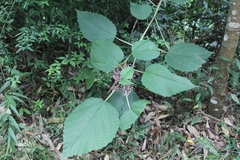 Urera baccifera