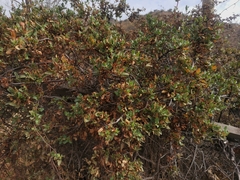 Muehlenbeckia hastulata
