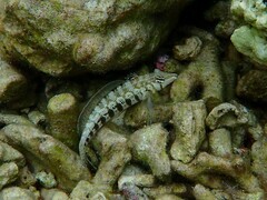 Parapercis australis